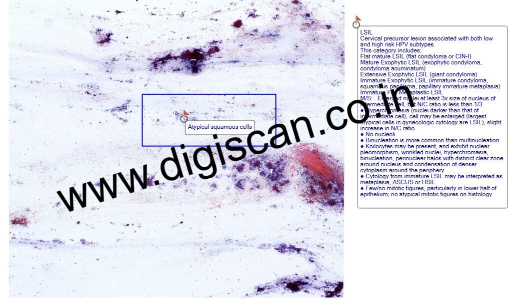Cervical Cytology (Gynaecological Cytology) Digital Slides Set
