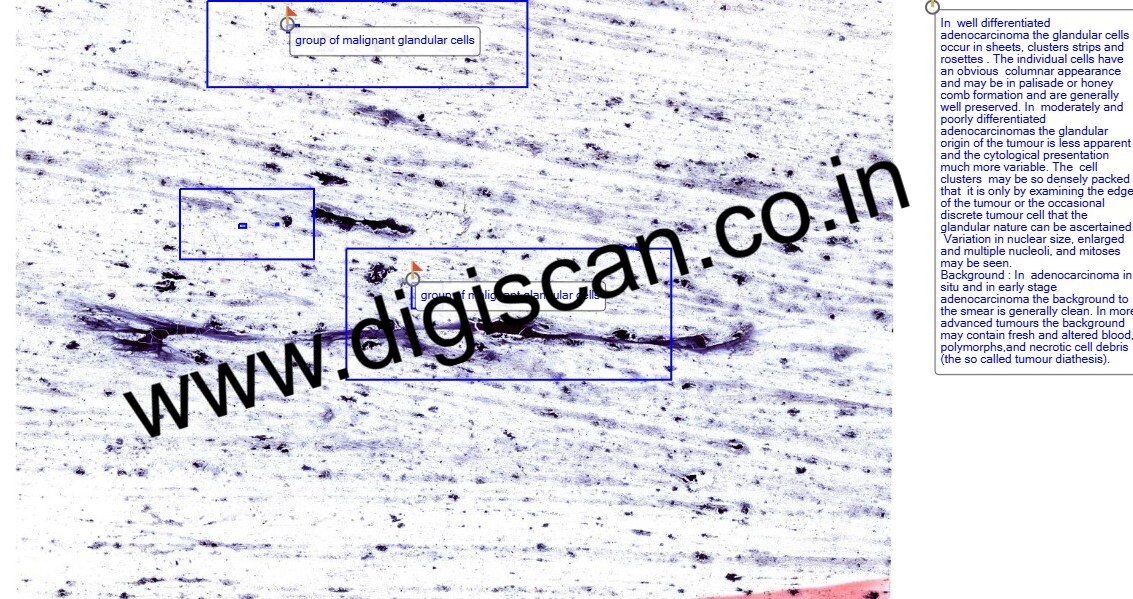 Cervical Cytology (Gynaecological Cytology) Digital Slides Set