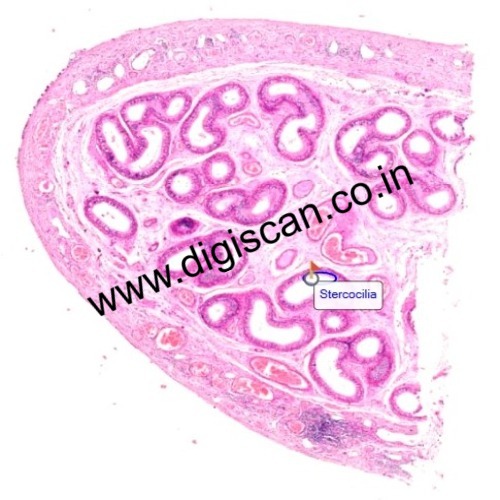 Digital Histophysiology, Histology & Pathology Slides Set
