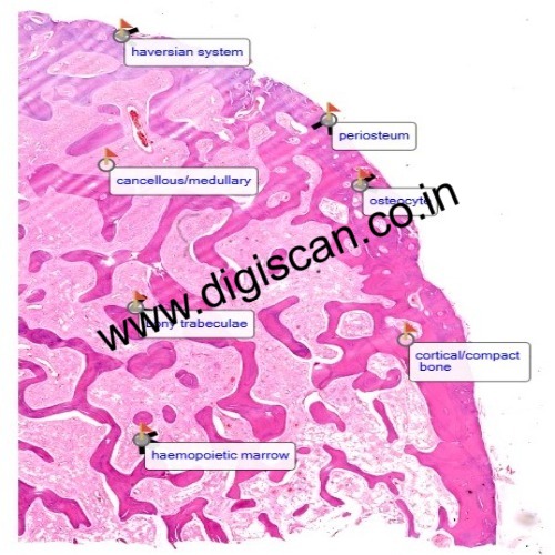 PG Histology Digital Slides Set (Annotated Histology Slides for Pathology)