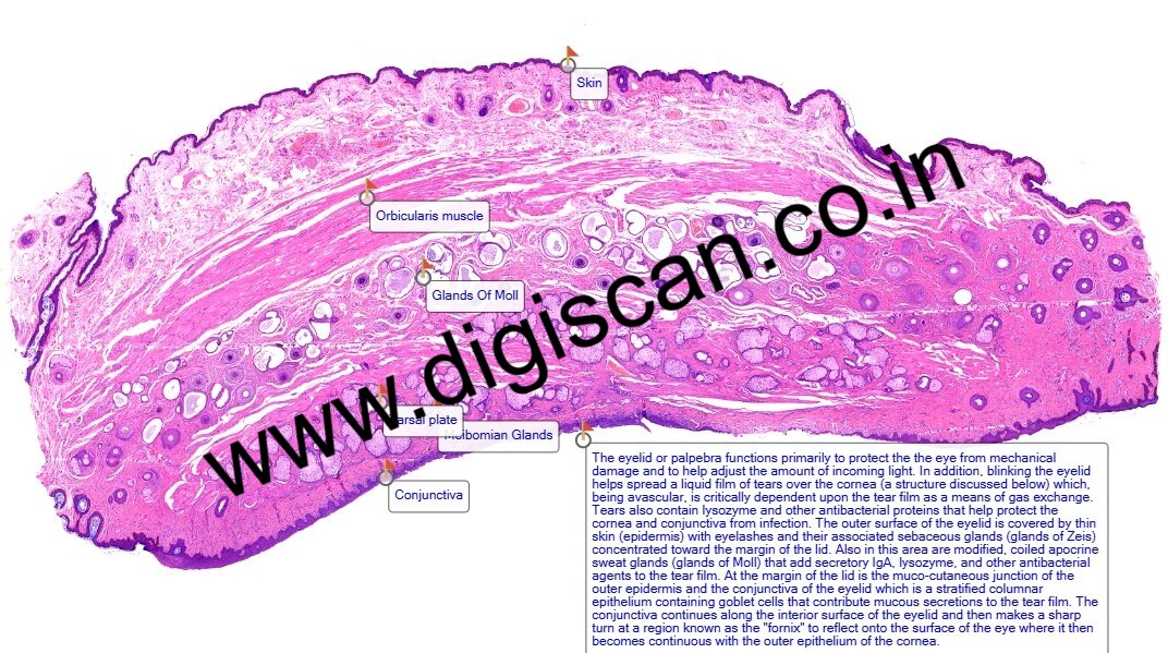 PG Histology Digital Slides Set (Annotated Histology Slides for Pathology)