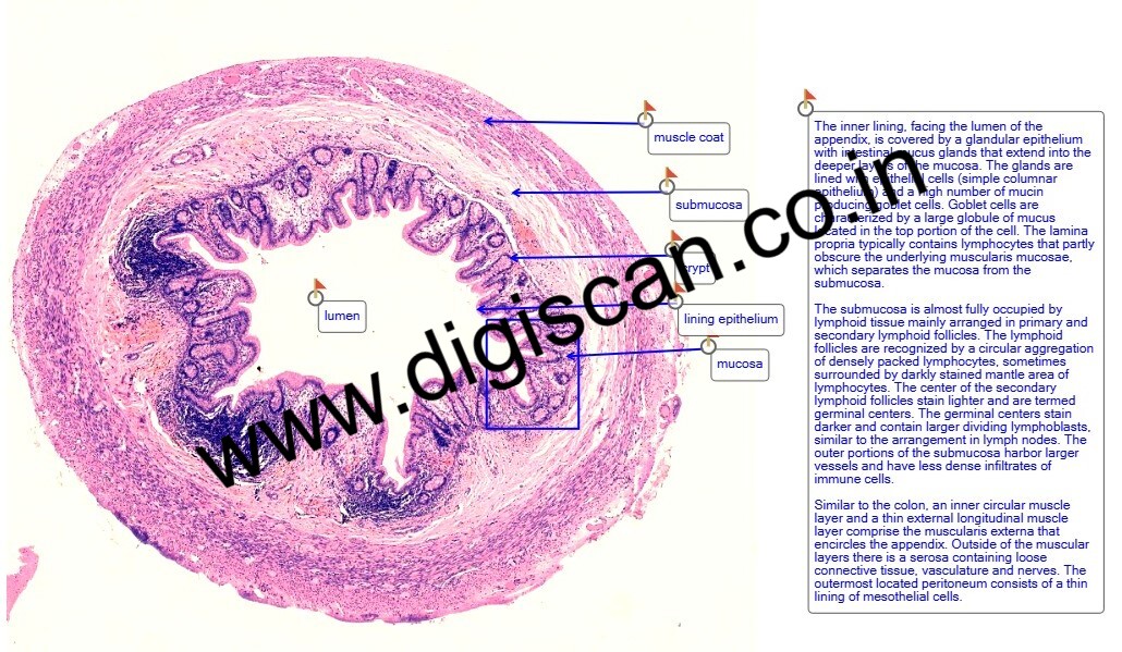 MBBS General Histology Digital Slides Set (Normal Histology & Microscopic Anatomy)