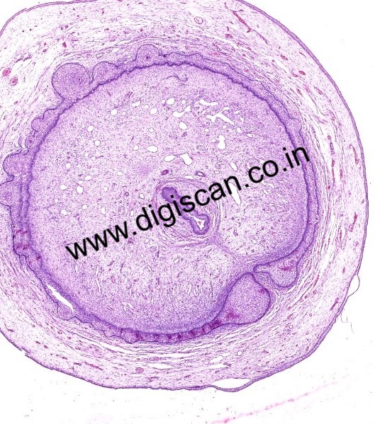 MBBS General Histology Digital Slides Set (Normal Histology & Microscopic Anatomy)