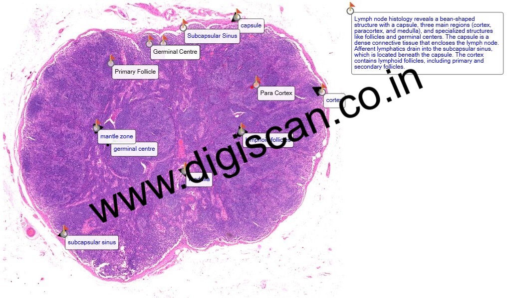 MBBS General Histology Digital Slides Set (Normal Histology & Microscopic Anatomy)