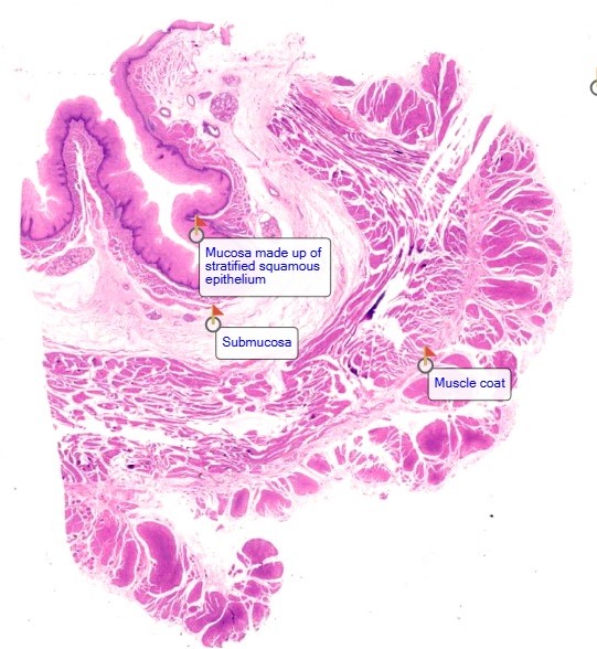 Watch Histology Slide Videos for Ayush