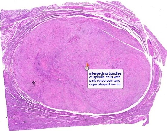 Watch Pathology Slide Videos for Ayush