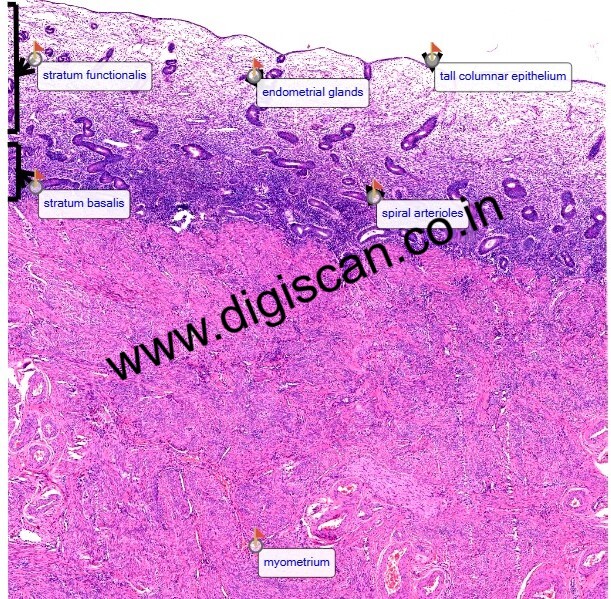 MBBS Histology Lecture Videos (Digital Slides & Practical Exam Revision)